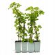  Kletterhortensie petiolaris Hortensie 40cm+ SET à 4 Stück