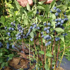    Heidelbeeren und Heidelbeeren Boreal Beast/Boreal Blizzard/Strawberry Sensation/Giant's Heart Sämling im Behälter 0,5-1l 30-45 cm