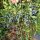  Heidelbeeren und Heidelbeeren Boreal Beast/Boreal Blizzard/Strawberry Sensation/Giant's Heart Sämling im Behälter 0,5-1l 30-45 cm