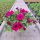  Petunia Hybrida Lila Sämling in einem 2-3-Liter-Behälter