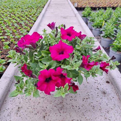  Petunia Hybrida Lila Sämling in einem 2-3-Liter-Behälter
