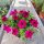  Petunia Hybrida Himbeersämling in einem 2-3-Liter-Behälter