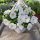  Petunia Hybrida Pearl White-Sämling in einem 2-3-Liter-Behälter