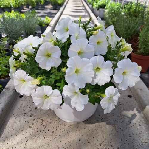  Petunia Hybrida Pearl White-Sämling in einem 2-3-Liter-Behälter
