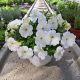  Petunia Hybrida Pearl White-Sämling in einem 2-3-Liter-Behälter