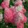  Hortensie SUNDAE FRAISE* Premium, Höhe 80 cm, HIT