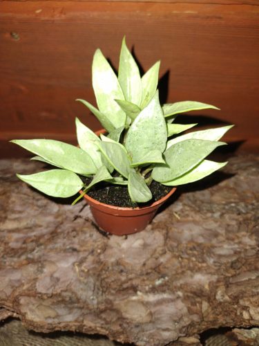  Hoja LACUNOSA-Sämling im 0,5-Liter-Behälter