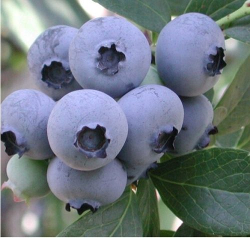  Blaubeeren und Heidelbeer-Bonussämling im 1-2-l-Behälter, 25-35 cm