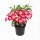  ADENIUM OBESUM-Sämling in einem 1-2-Liter-Behälter
