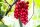  CHINESISCHE ZITRONE SCHISANDRA CREEPER DER JUGEND C