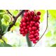 CHINESISCHE ZITRONE SCHISANDRA CREEPER DER JUGEND C