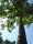  CARP Paulovnia Oxytree Sauerstoffbaum-Garantie