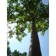  CARP Paulovnia Oxytree Sauerstoffbaum-Garantie