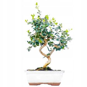  Olive Europäischer Olivenbaum, Sämling 35-50 cm