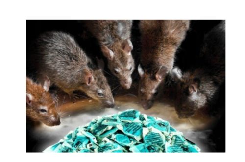 GIFT FÜR GROSSE NAGER STARKE PASTE 30 STÜCK