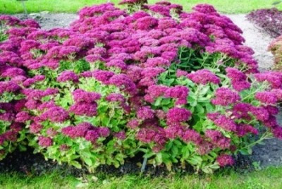  Sedum SEPTEMBERGLUT HIGH GROß 2L