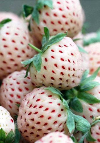  Walderdbeeren und WEISSE Setzlinge in einem Behälter bis 0,5 l, 3-15 cm