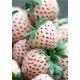  Walderdbeeren und WEISSE Setzlinge in einem Behälter bis 0,5 l, 3-15 cm
