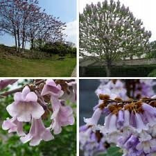  CARP große Paulownia Oxytree Oxygen Tree Garantie