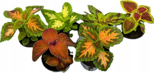  KOLEUS KOLEUS, VERSCHIEDENE FARBEN, BUNTE BLÄTTER, SÄMEN IM TOPF, BOX 6 STÜCK