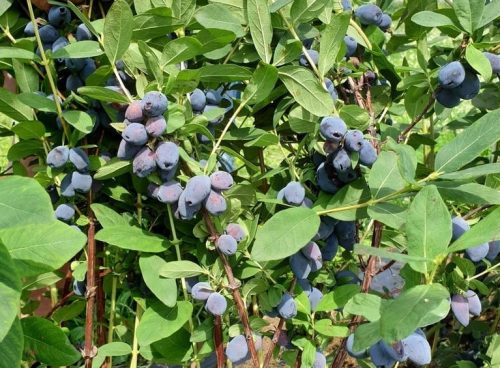  Blaubeeren und Heidelbeeren. Blauer Bananensämling in einem Behälter 0,5–1 l, 30–45 cm