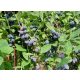  Blaubeeren und Heidelbeeren. Blauer Bananensämling in einem Behälter 0,5–1 l, 30–45 cm