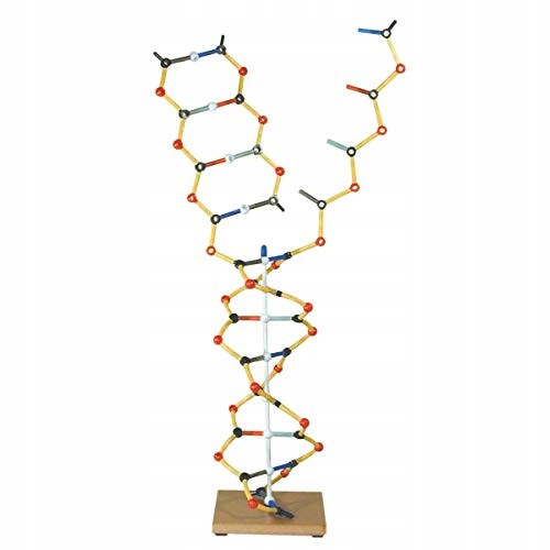  Cochranes of Oxford DNA – RNA-Modell