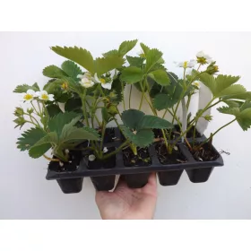  Walderdbeeren Patrycja-Sämling im Behälter 0,5-1l 8-12 cm
