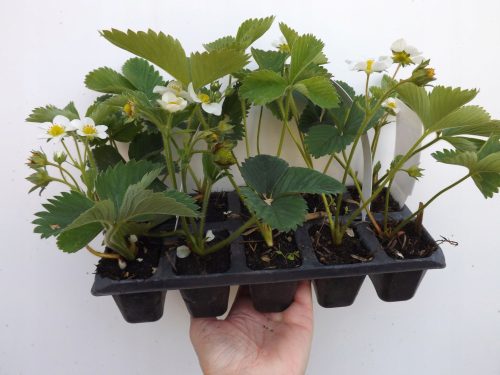  Walderdbeeren Patrycja-Sämling im Behälter 0,5-1l 8-12 cm