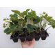  Walderdbeeren Patrycja-Sämling im Behälter 0,5-1l 8-12 cm