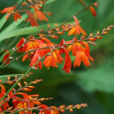  Orangefarbene Crocosmia-Knollen/Zwiebeln/Rhizome in Sammelverpackung