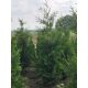  Thuja Brabant Setzling Premiumqualität 220cm günstig vom Hersteller AKTION!