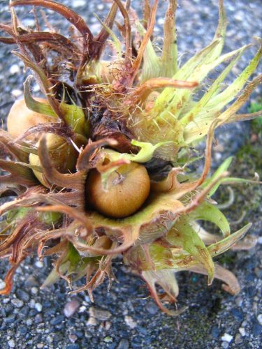  TÜRKISCHE Hasel – neue Frucht im Garten, honigproduzierender, formschöner Baum