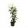  Kirschlorbeer Prunus laurocerasus Genolia HOCH 60–80 cm Hecke