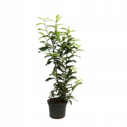  Kirschlorbeer Prunus laurocerasus Genolia HOCH 60–80 cm Hecke