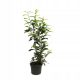  Kirschlorbeer Prunus laurocerasus Genolia HOCH 60–80 cm Hecke