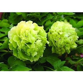  Rosensämling in einem 1-2-Liter-Behälter