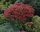  Sedum HERBSTFREUDE HOCH GROß 2L