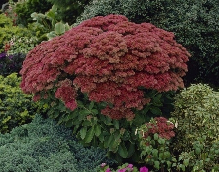  Sedum HERBSTFREUDE HOCH GROß 2L