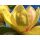  SUNSATION Tulpengelbe Magnolie