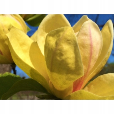  SUNSATION Tulpengelbe Magnolie