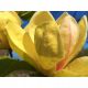  SUNSATION Tulpengelbe Magnolie