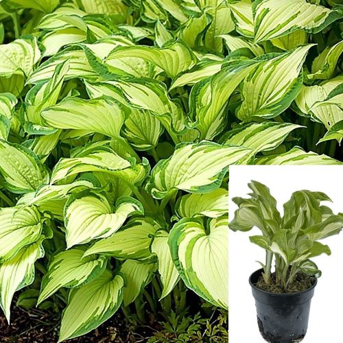  Lila Keimling der Hosta (Funkia) in einem 0,5-1-Liter-Behälter