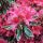  Rhododendren und Azaleen rot, lila, mehrfarbig, rosa Sämling im Behälter 0,5-1l 15-25 cm