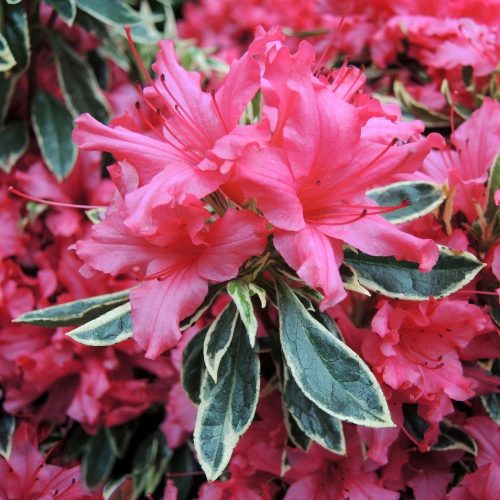  Rhododendren und Azaleen rot, lila, mehrfarbig, rosa Sämling im Behälter 0,5-1l 15-25 cm