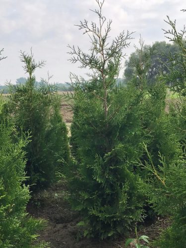  Thuja Brabant Setzling Premiumqualität 160cm günstig vom Hersteller AKTION!