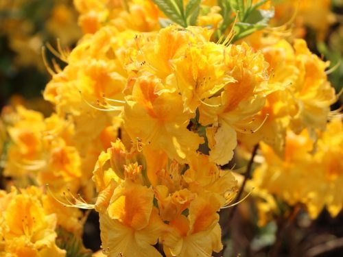  Rhododendren- und Azaleensämlinge in einem Behälter 0,5-1l 20-30 cm