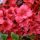  Rhododendren und Azaleen rot, bunt, rosa Sämlinge im Behälter 0,5-1l 15-25 cm