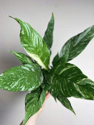  Spathiphyllum Variegata-Sämling in einem 0,5-1-Liter-Behälter