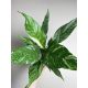  Spathiphyllum Variegata-Sämling in einem 0,5-1-Liter-Behälter